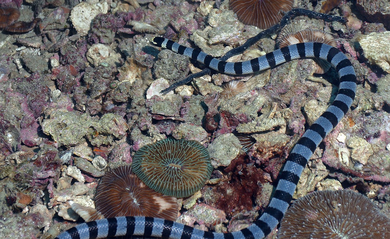 Thailand 2015 - Ko Tao - Cobra des mers - Laticauda colubrina _IMG_3682_rc.jpg
